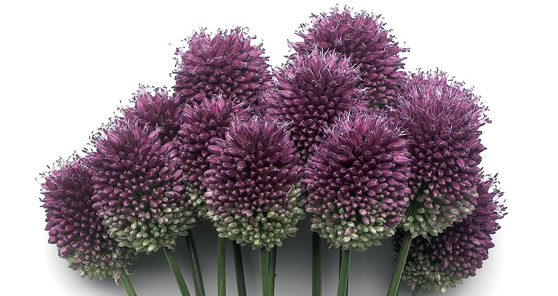 Kaeding_MainPlaceholder